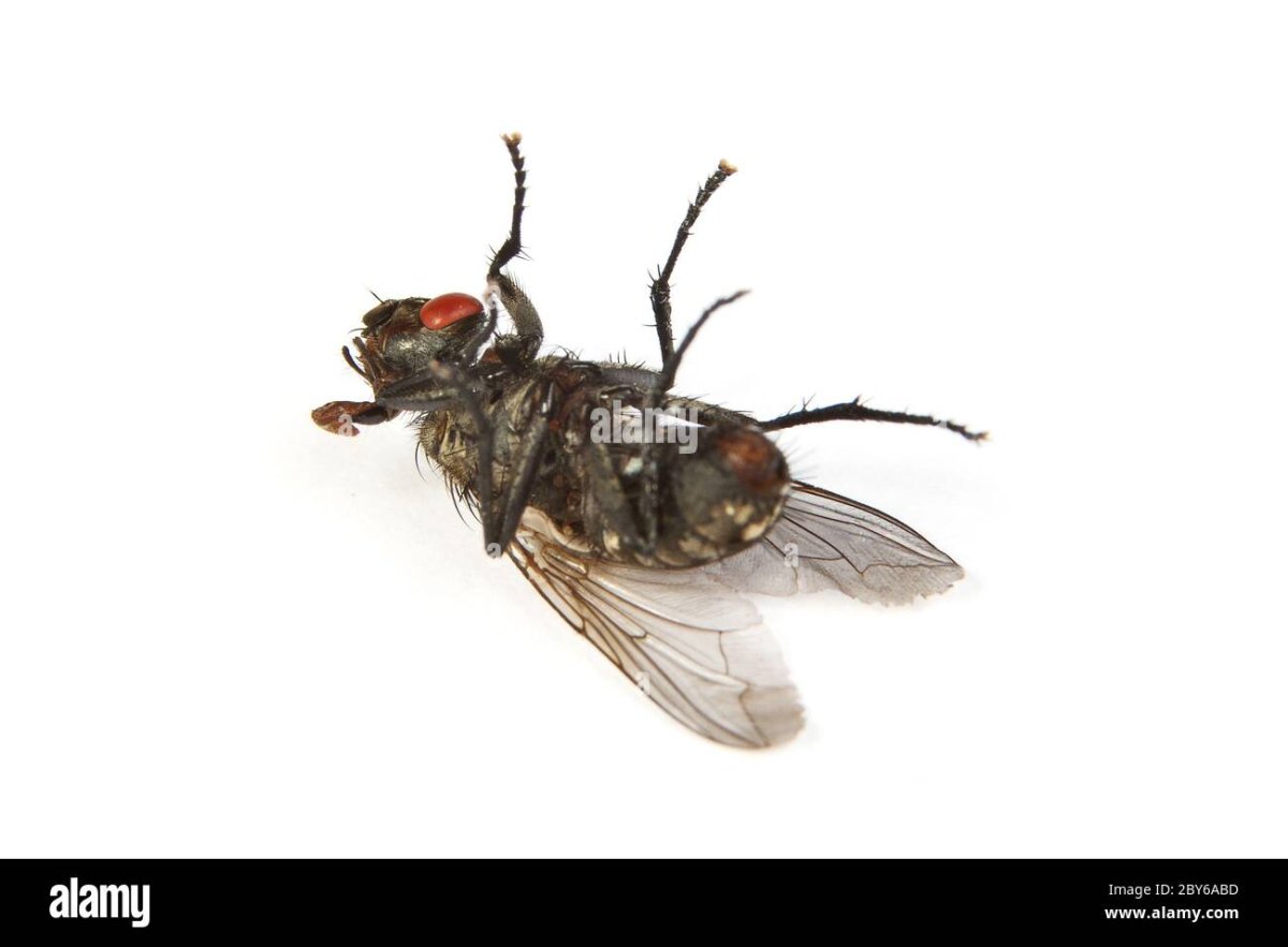 Magnus Muhr и его мухи.