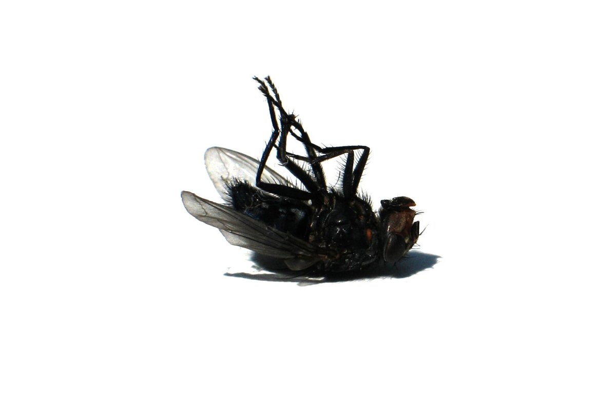 Рой мух на прозрачном фоне