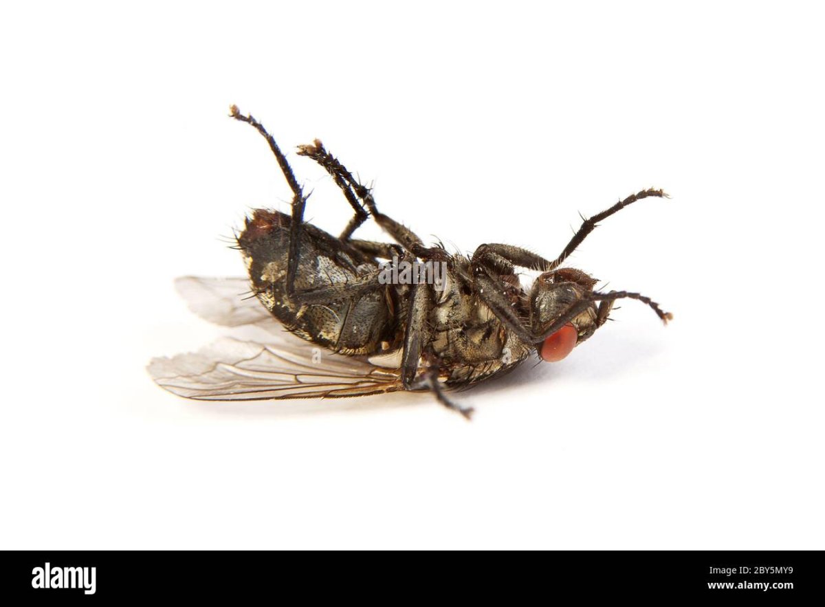Мертвая Муха на белом фоне