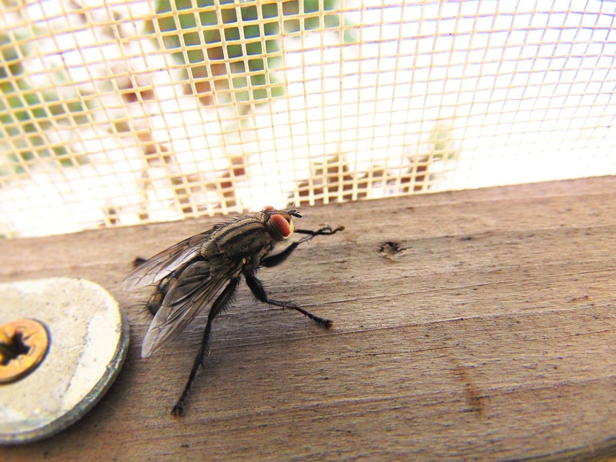 Испуганная Муха картинки