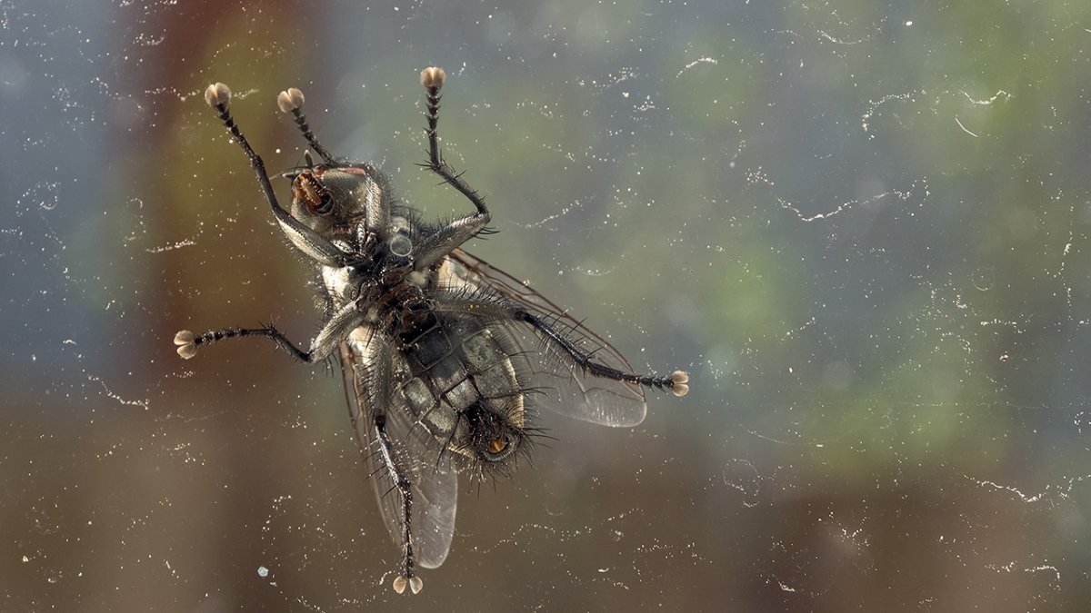 Присоски мухи