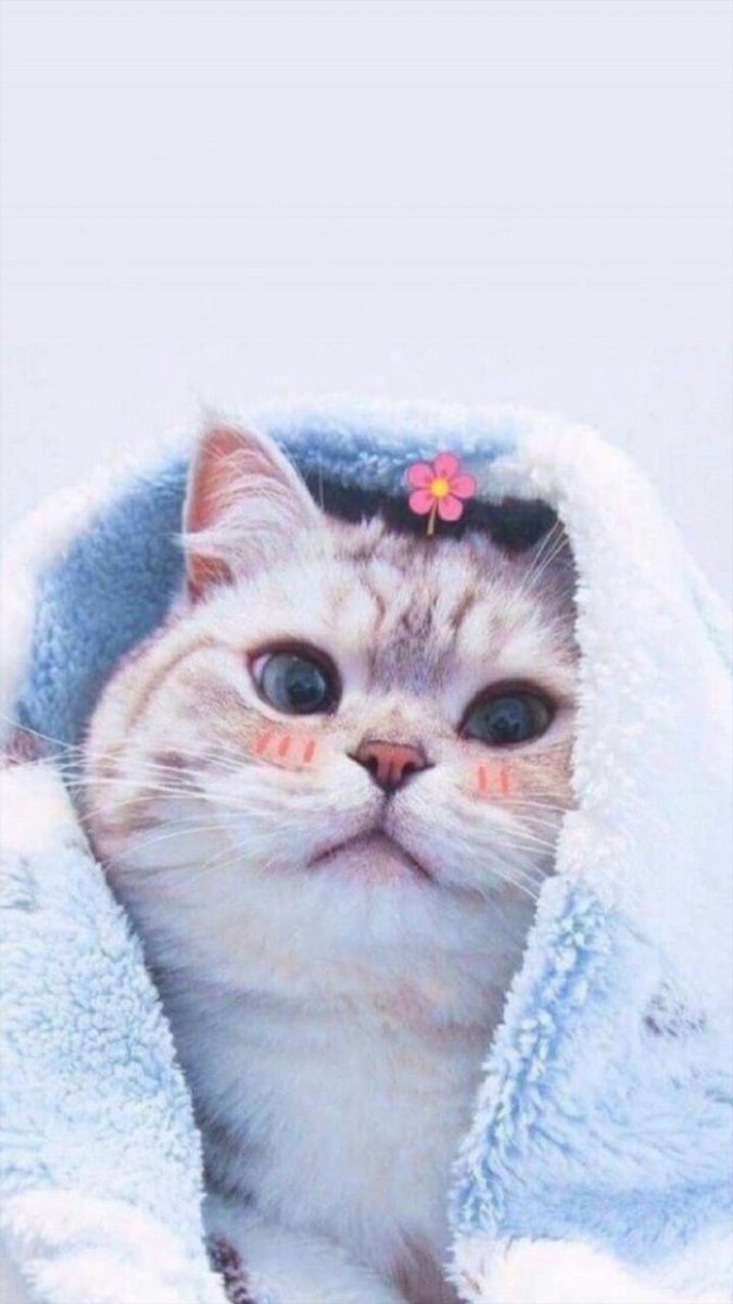 Котята Эстетика