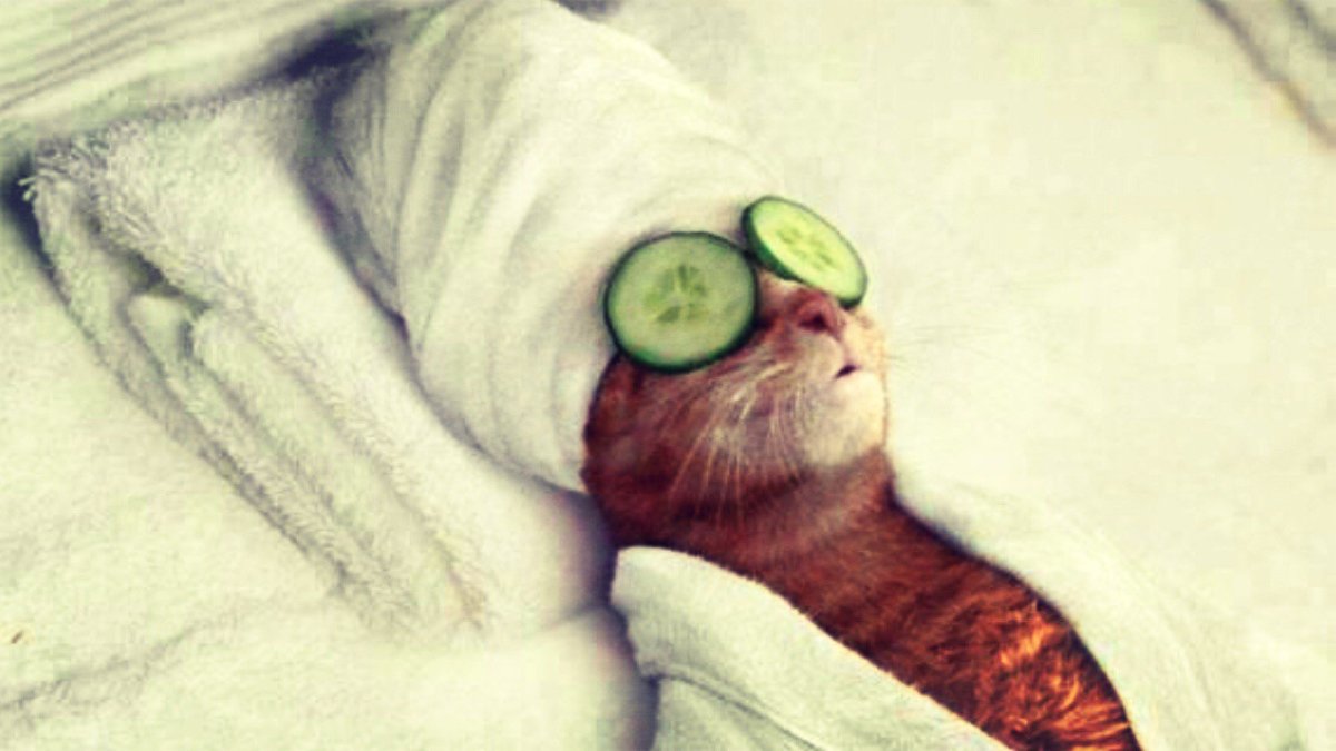 Кавайные наклейки котики