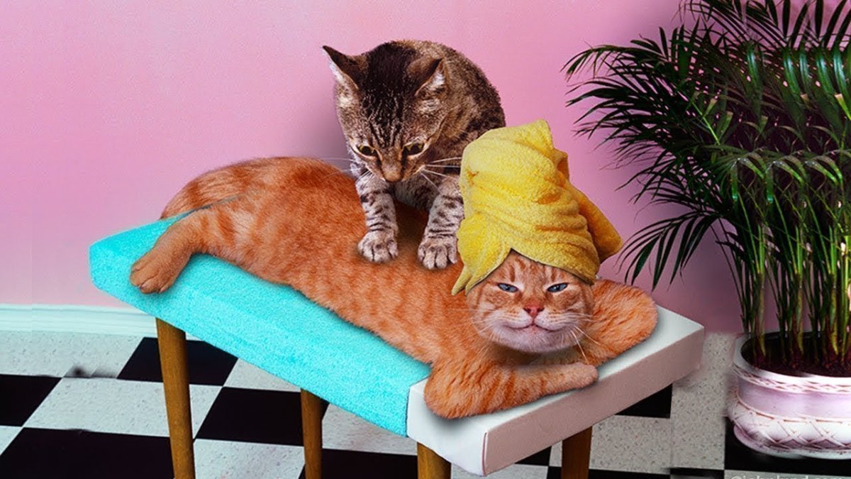 Котик в шапке