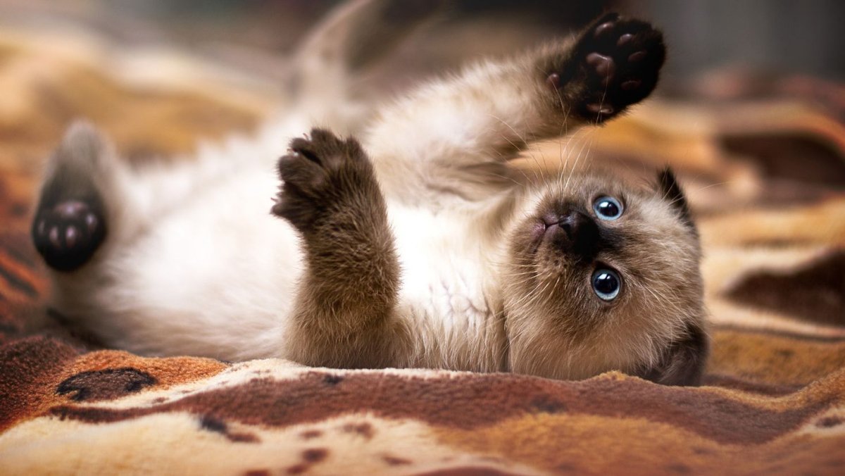 Котики Эстетика