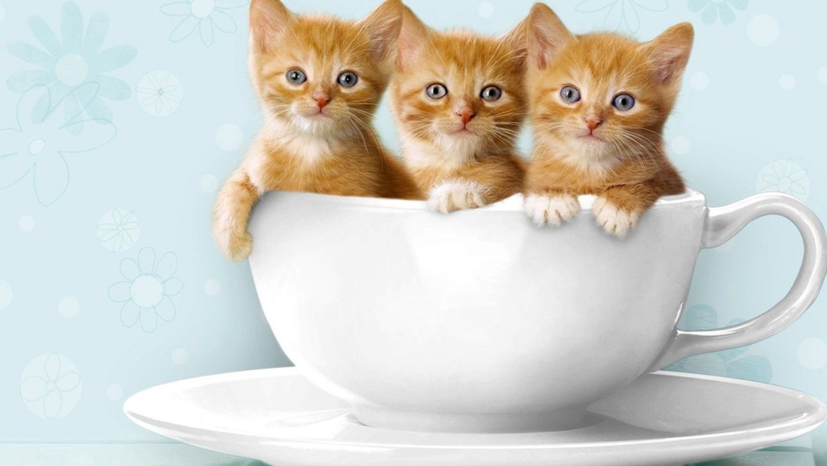 Кошка лежит на спине