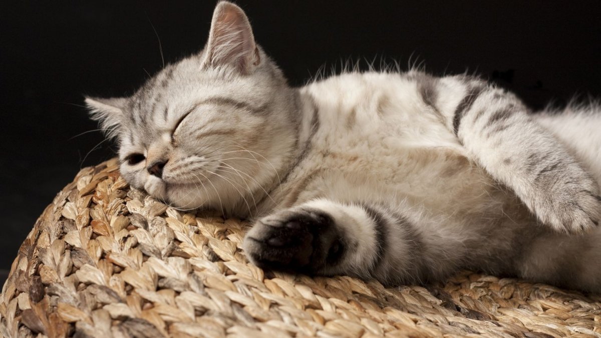 Модная кошка