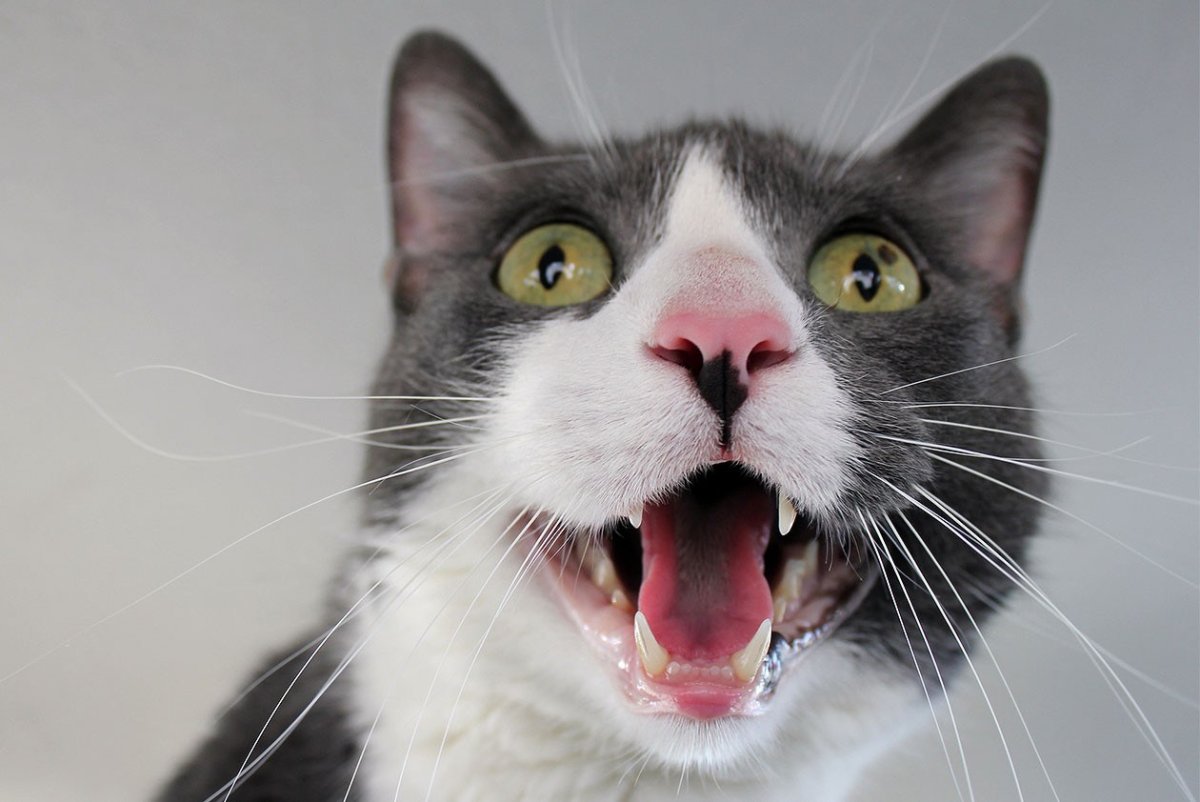 Кот с зубами человека