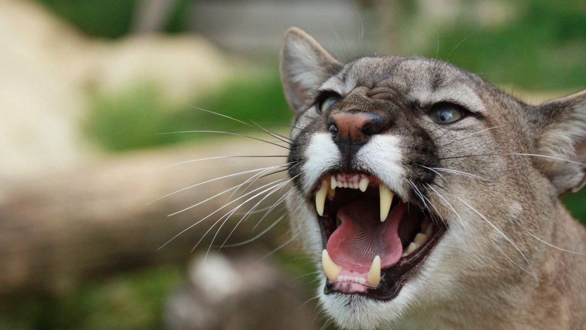 Гиена оскал