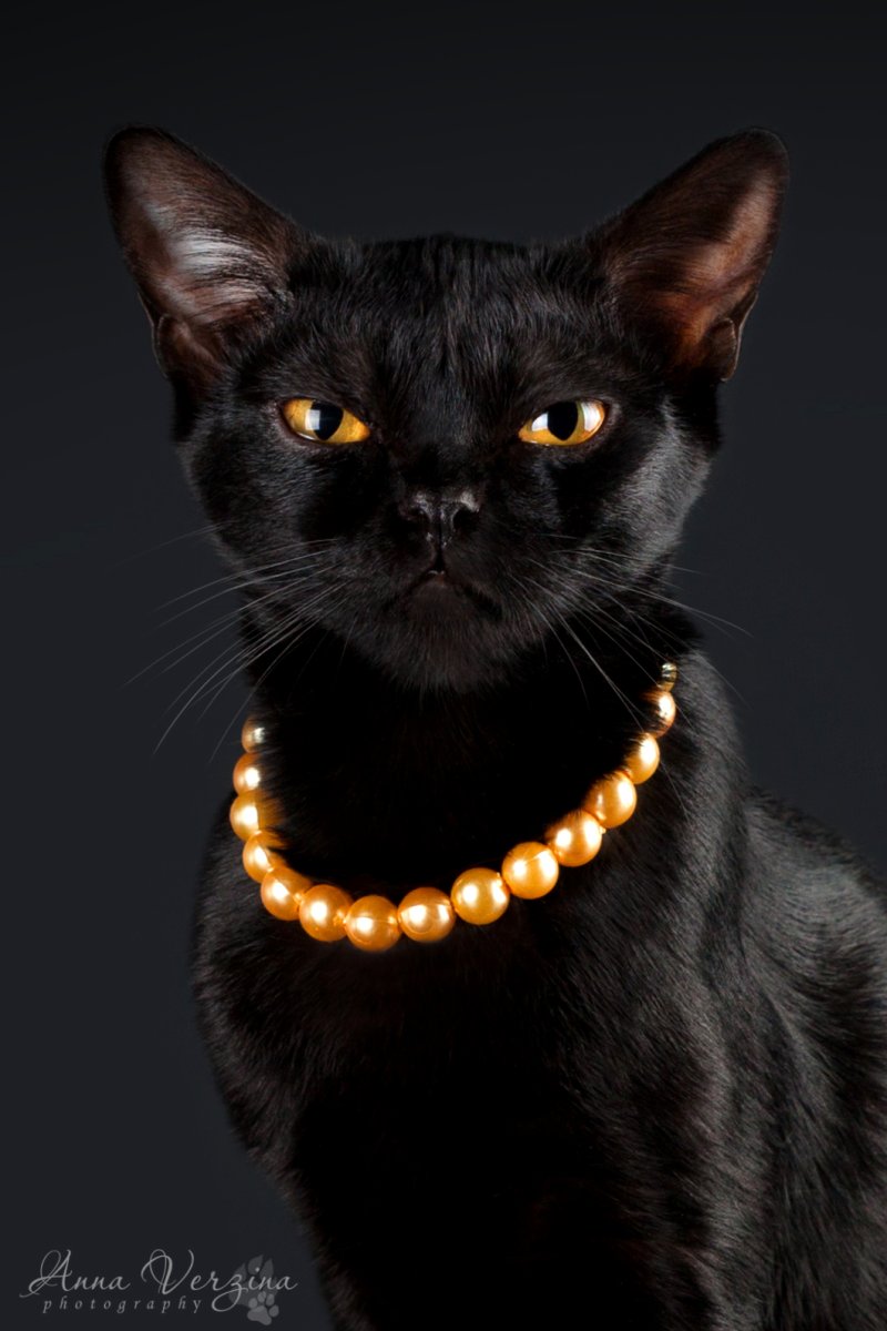 Рыжий котик