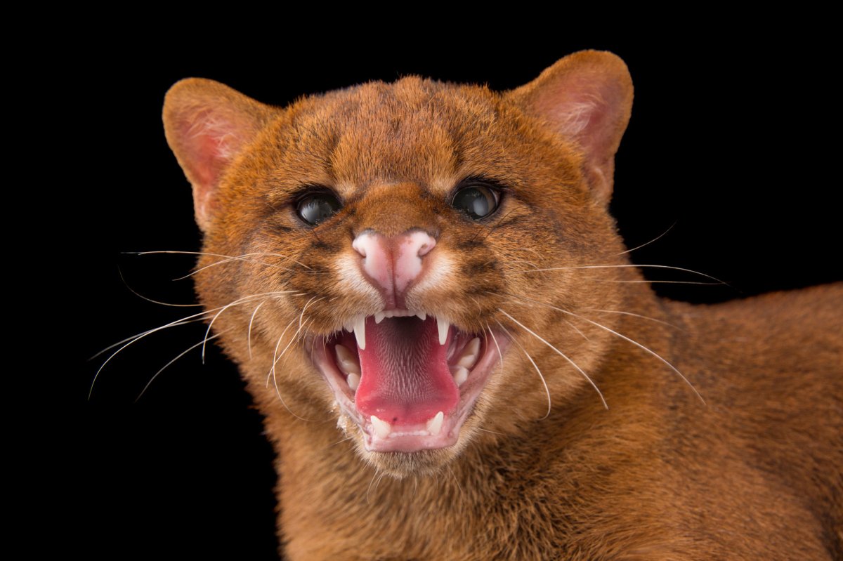 Камышовый кот оскал