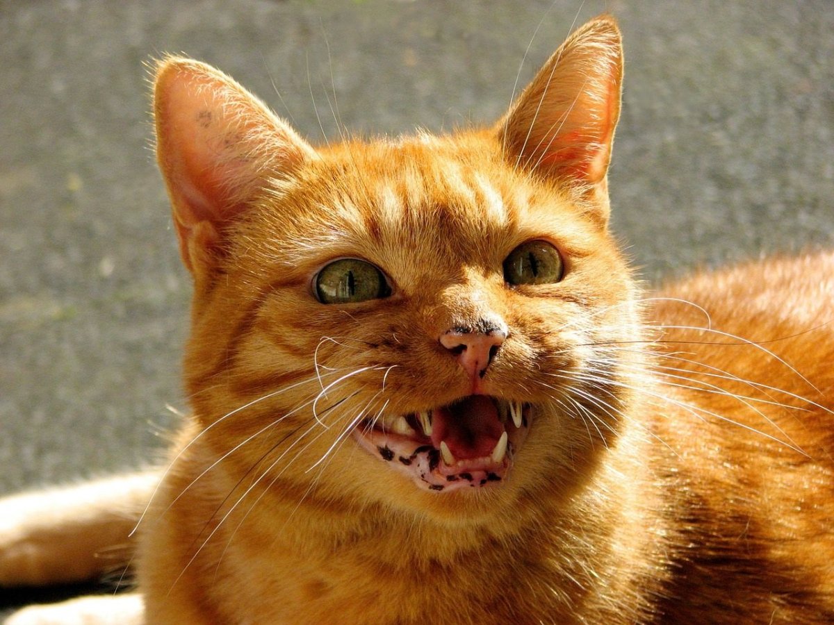 Бомбейская кошка злая