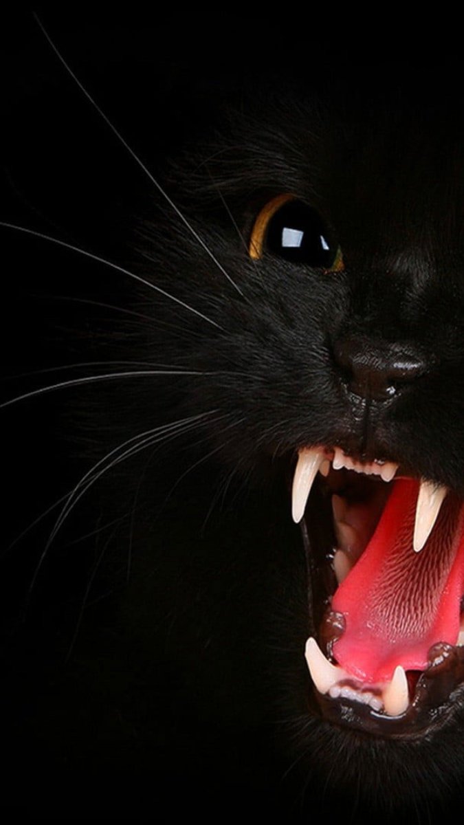 Яростный Манул