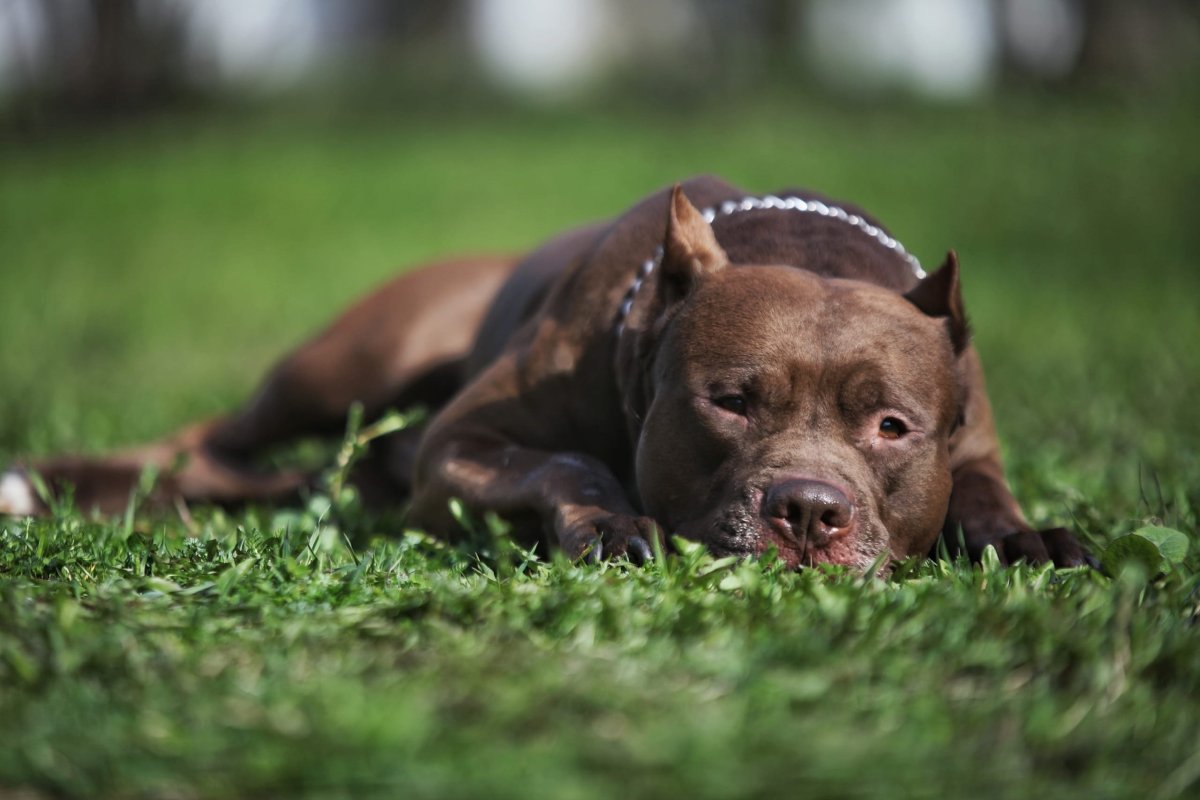 Американский питбультерьер шоколадный