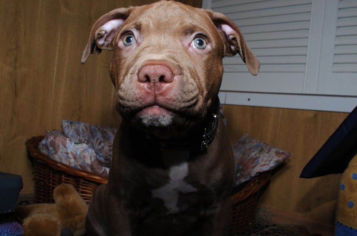 Питбуль шоколадный щенок