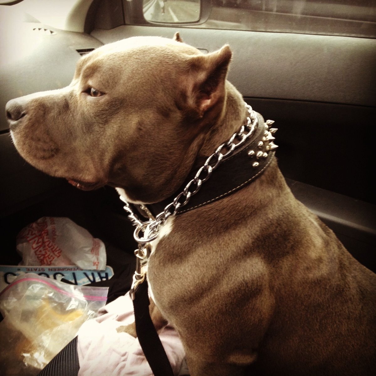 Леопардовый питбуль