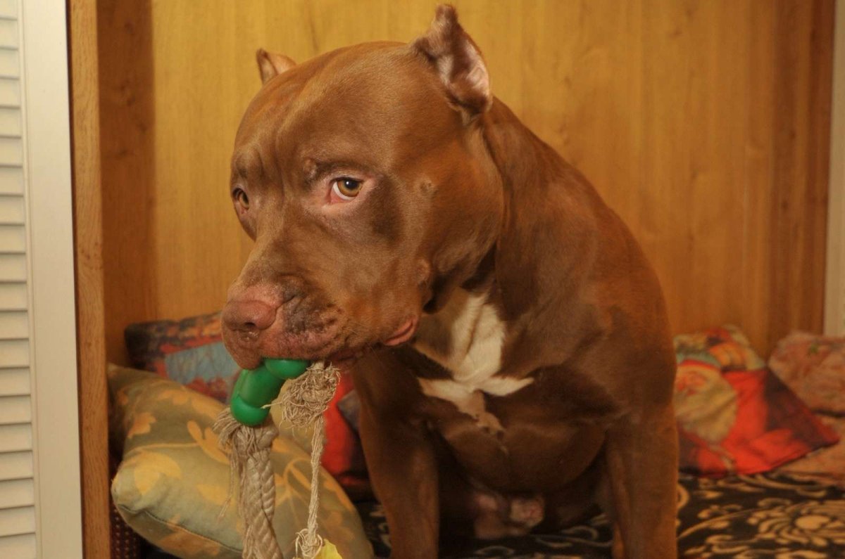 Американский питбультерьер коричневый