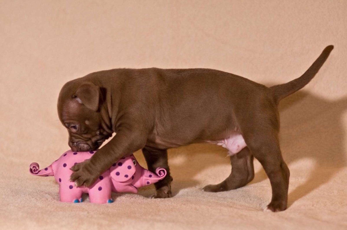 Игрушка питбуль