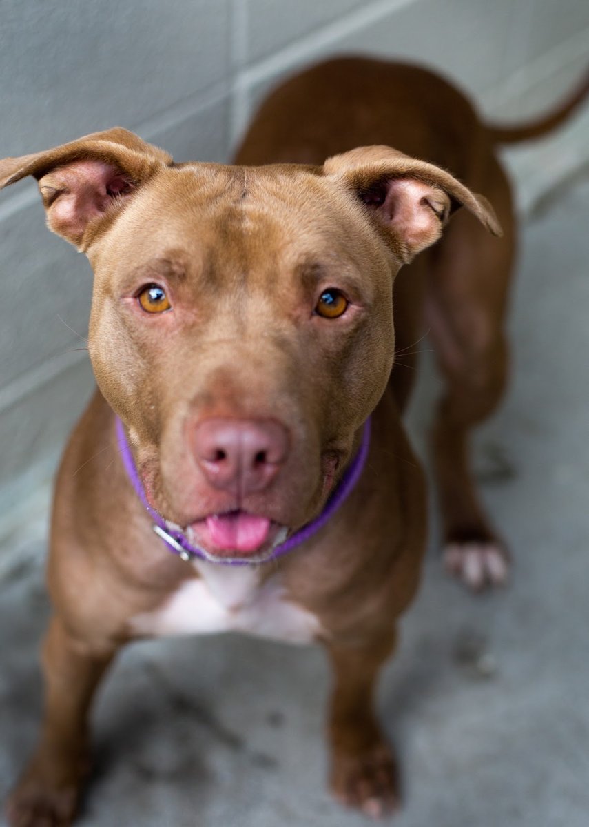 Американский питбуль шоколадного окраса