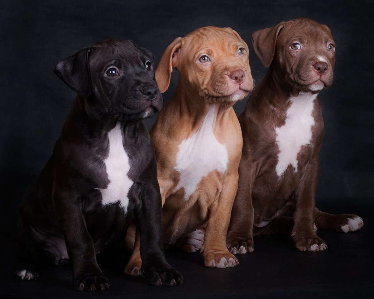 Американский питбультерьер окрасы