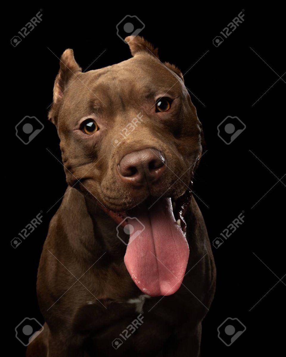 Шоколадный пит