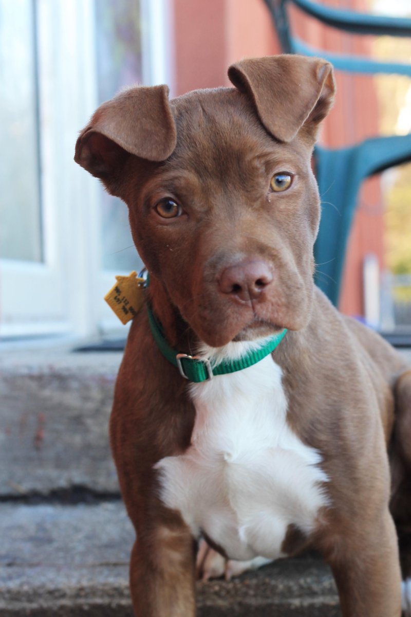 Питбуль маленький коричневый