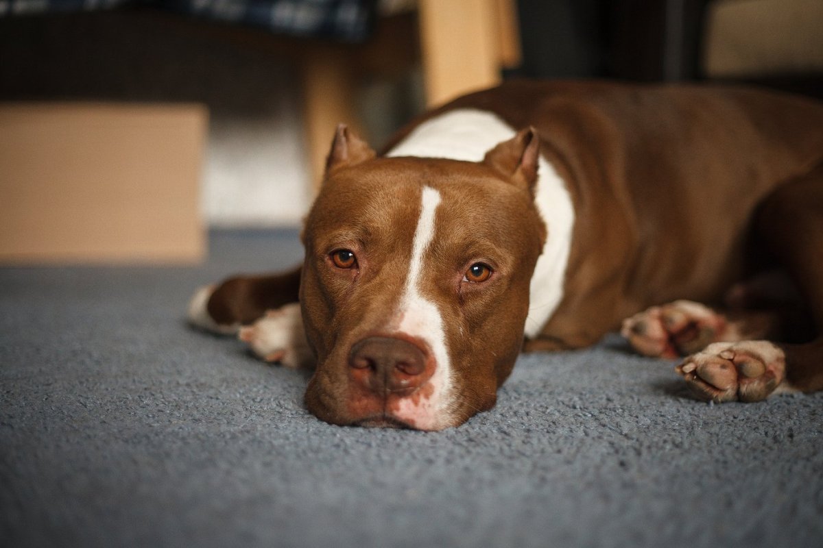 Питбуль шоколадный щенок