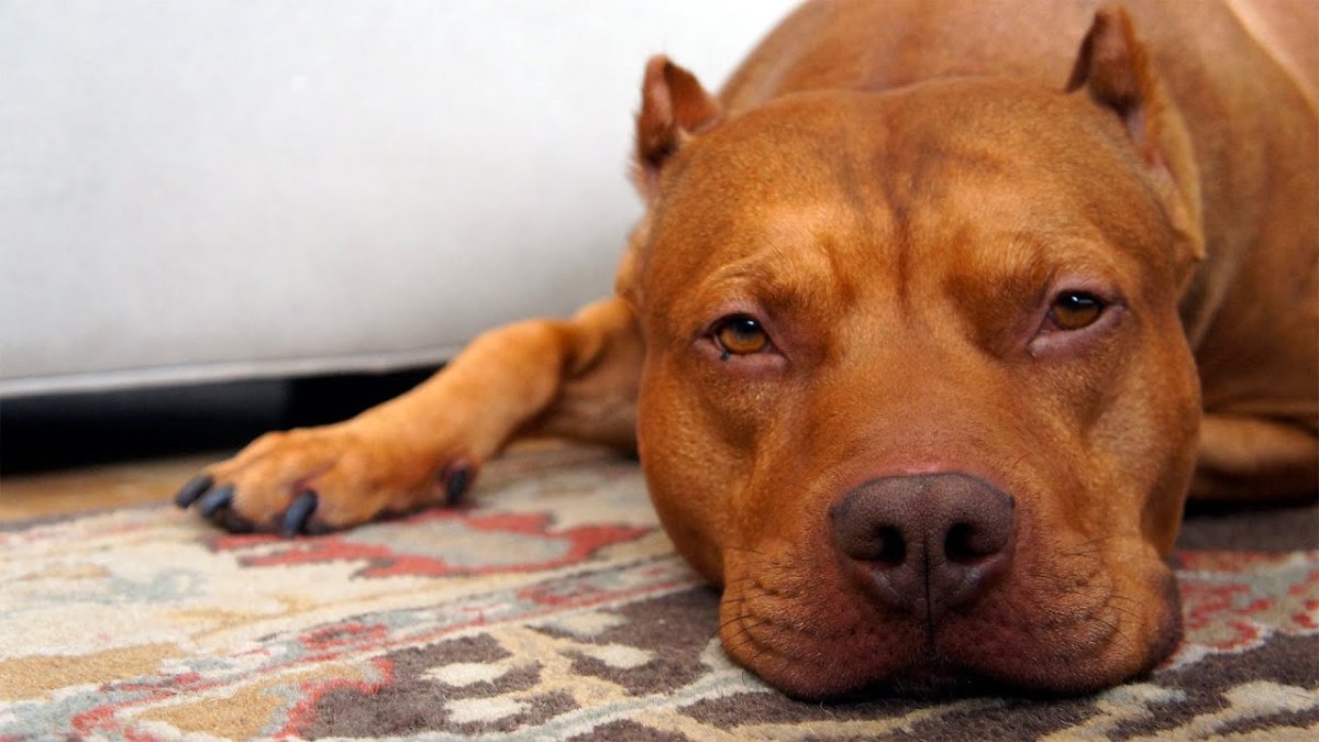 Питбультерьер видео