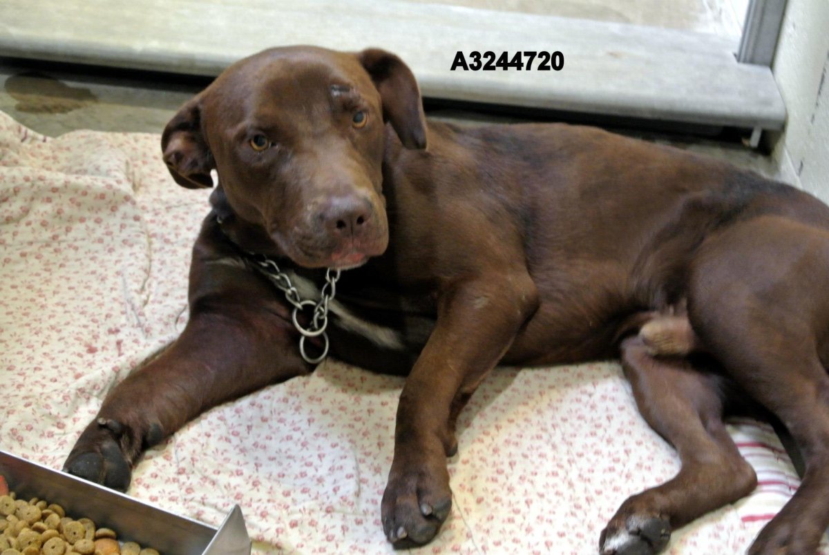 Курцхаар стаффордширский терьер