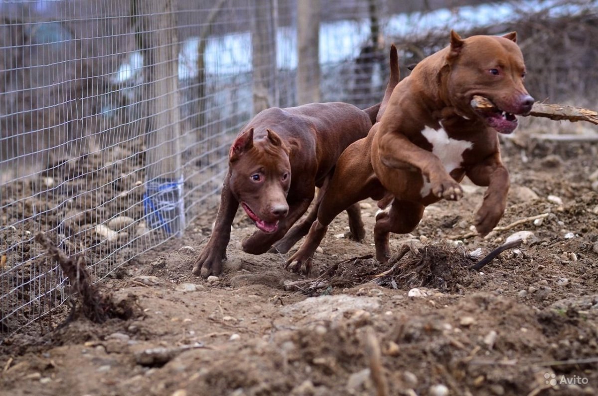 Питбультерьер Муса