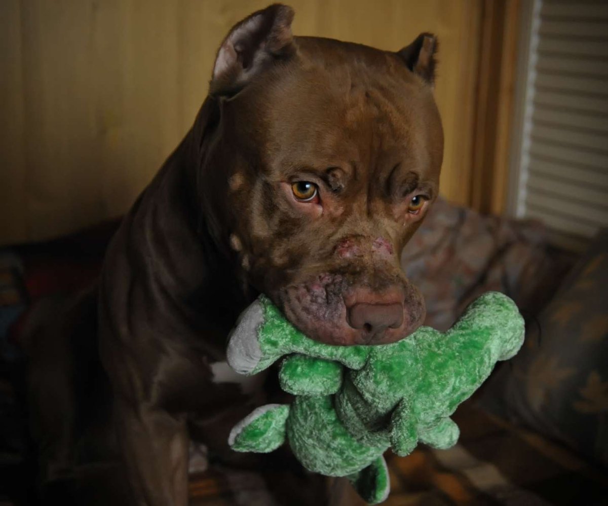 Американский питбультерьер шоколадный