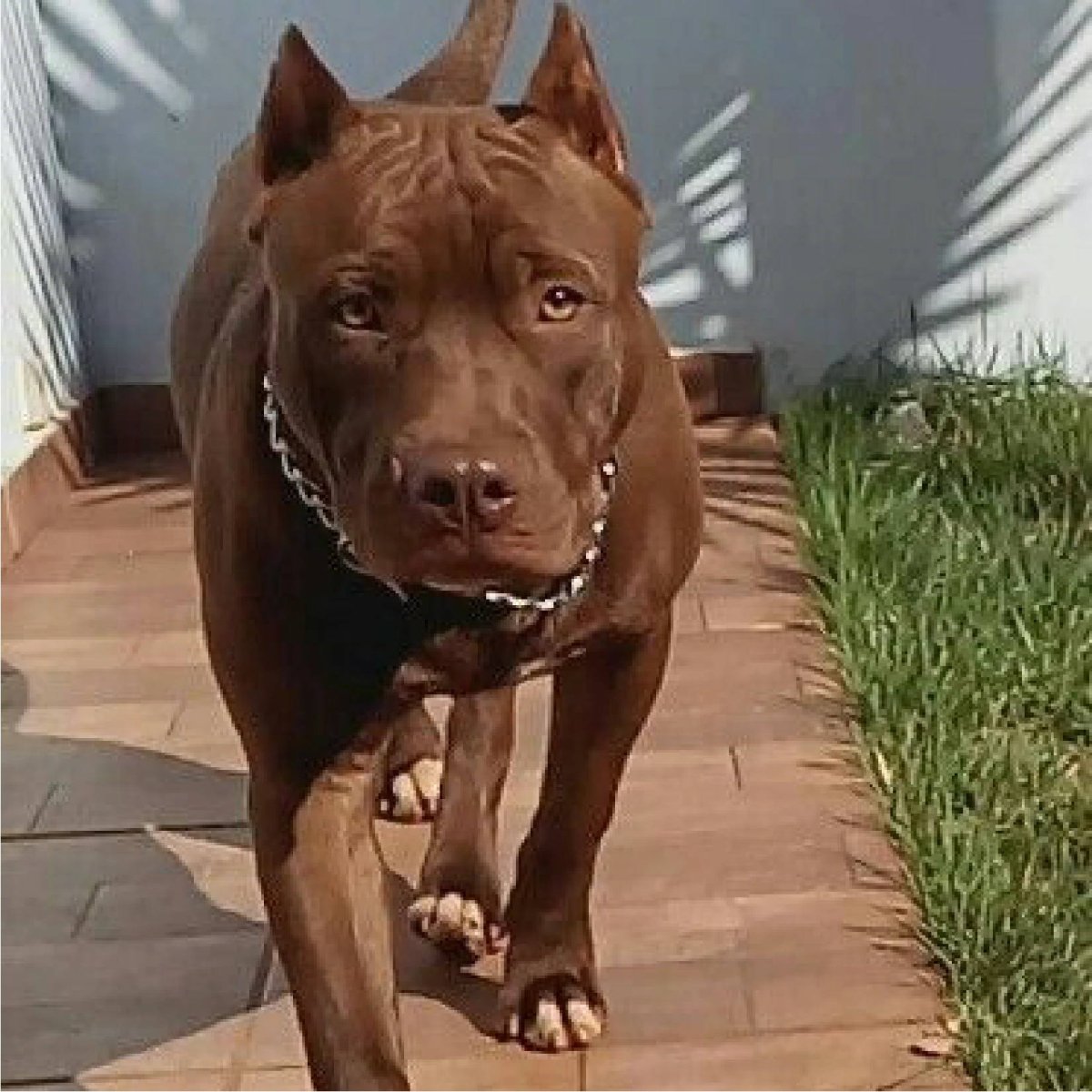 Питбуль шоколадный щенок