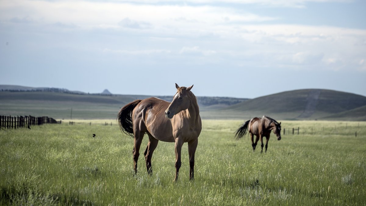 Лошади пасутся в степи