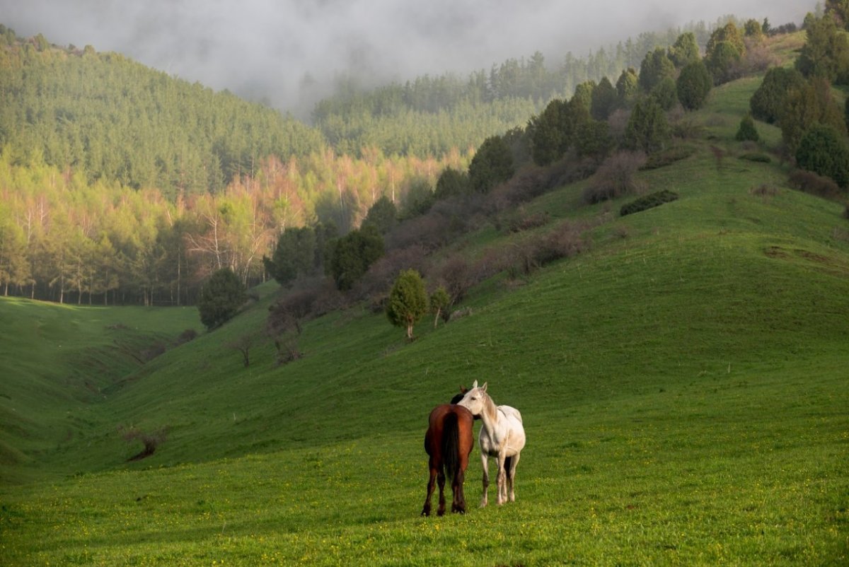 Лошади Башкортостан
