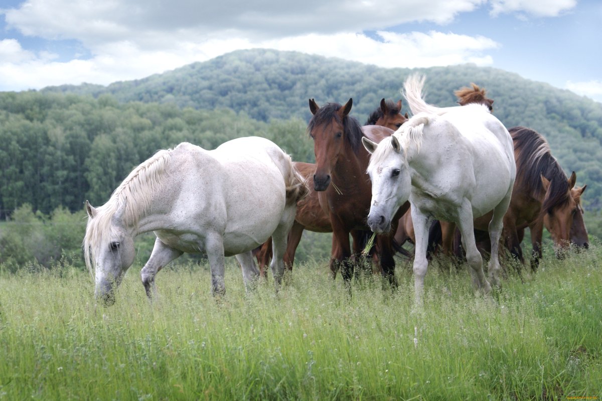 Природа Башкирии лошади