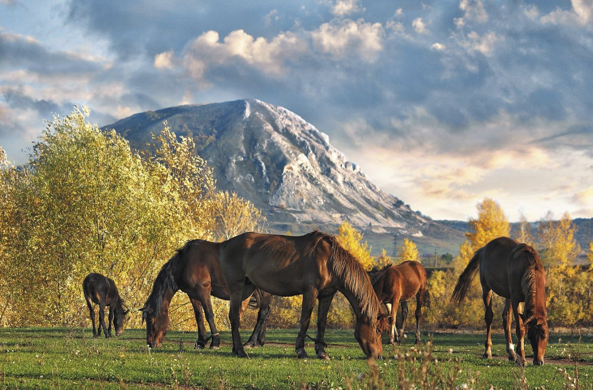 Природа Башкирии лошади башкиры