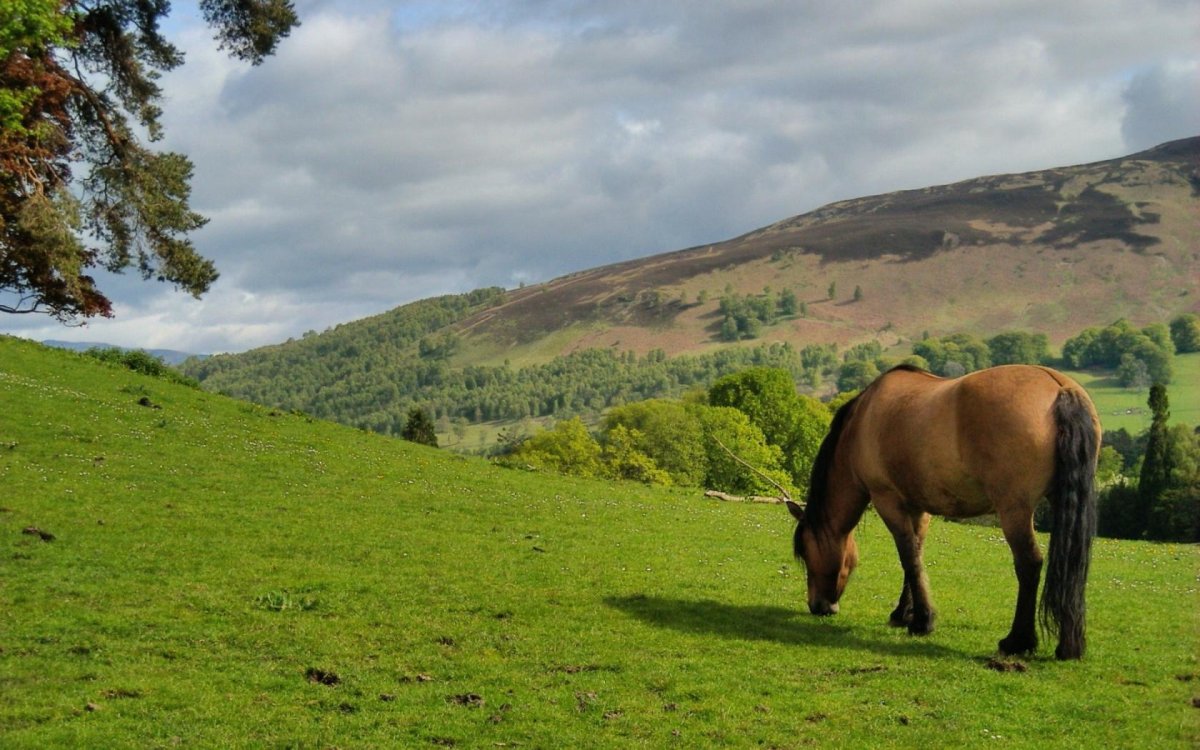 Лошади на лугу