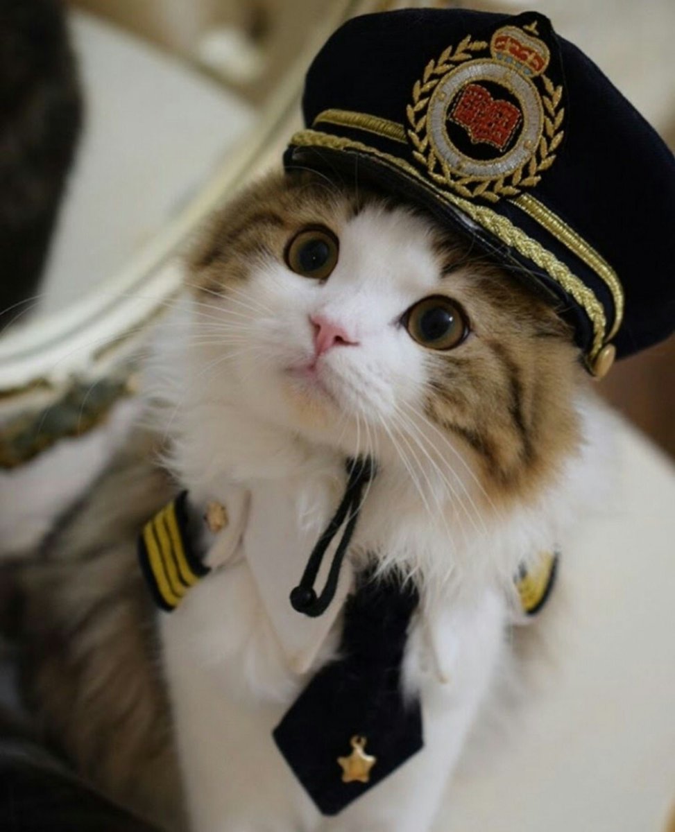 Собака летчик