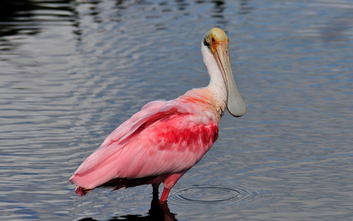Roseate Spoonbill