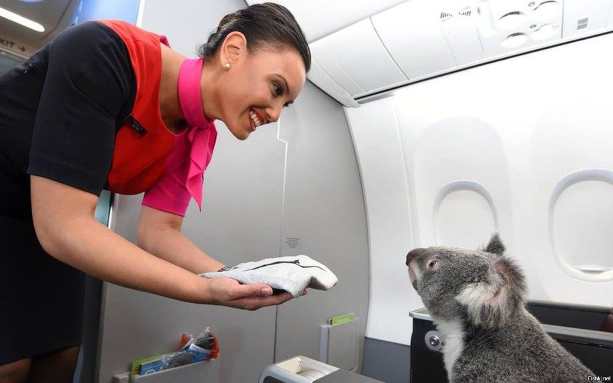 Котенок в игрушечном самолете