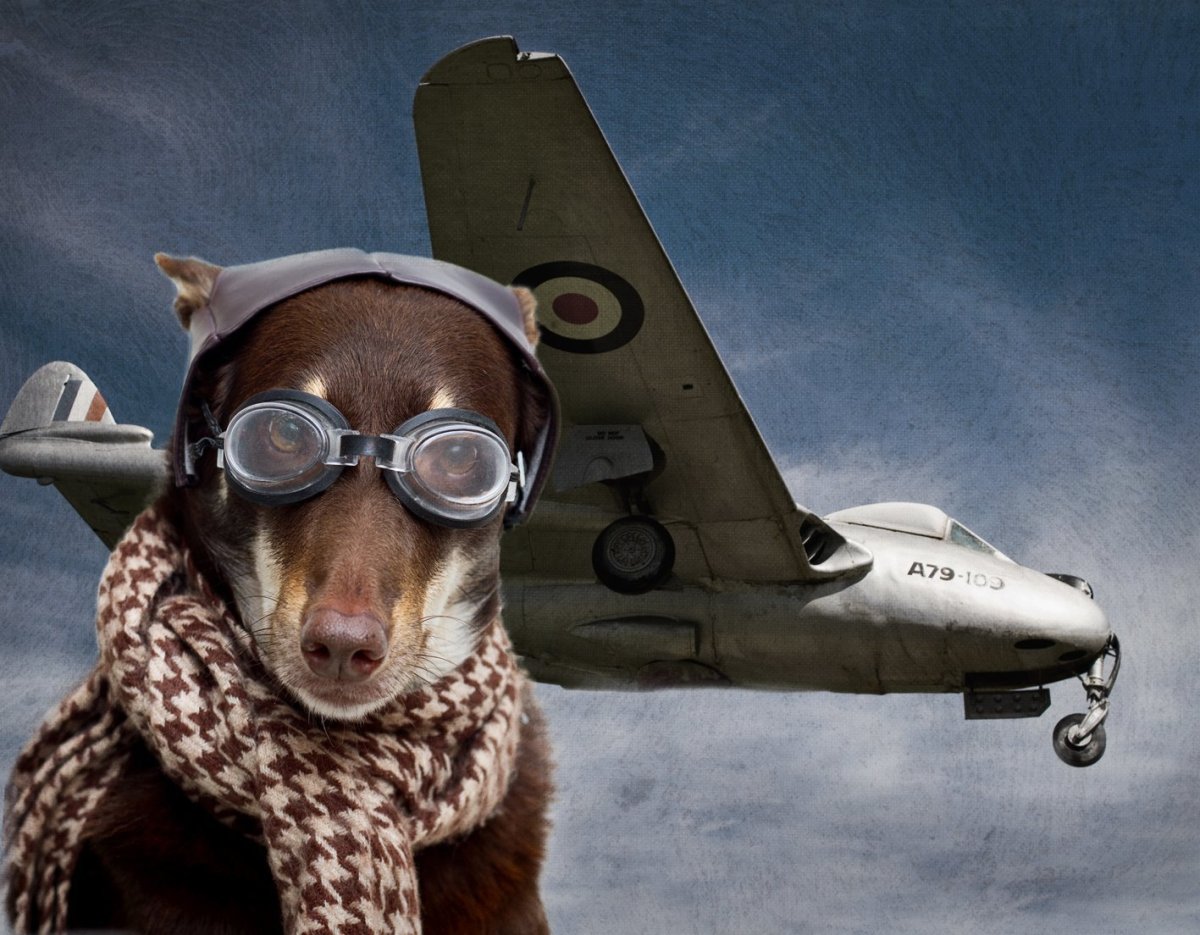 Аватарка кот в каске