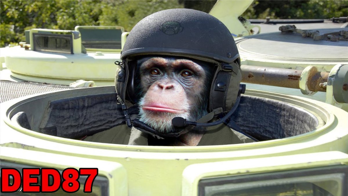 Котенок в самолете