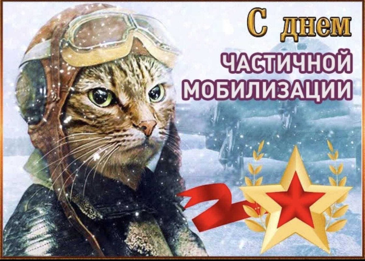 Кот в военной форме
