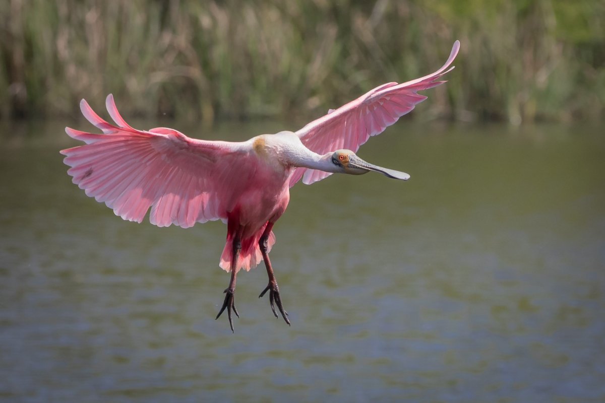 Розовая колпица и Фламинго