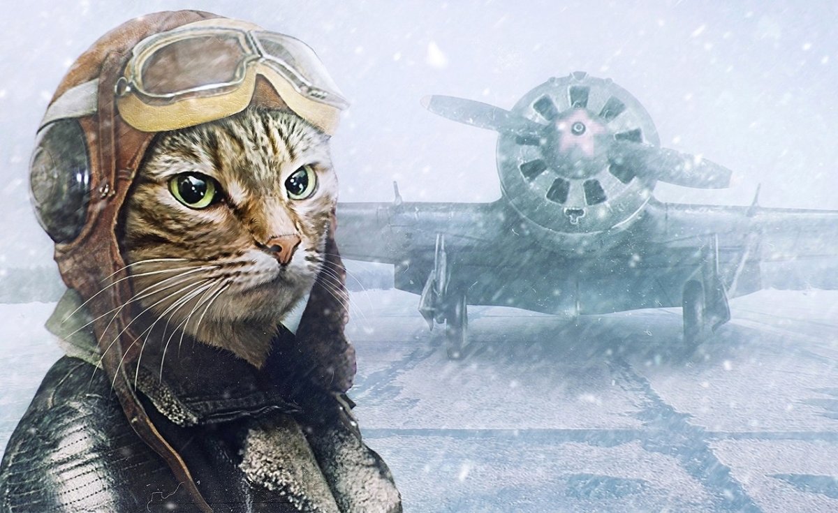 Кот танкист