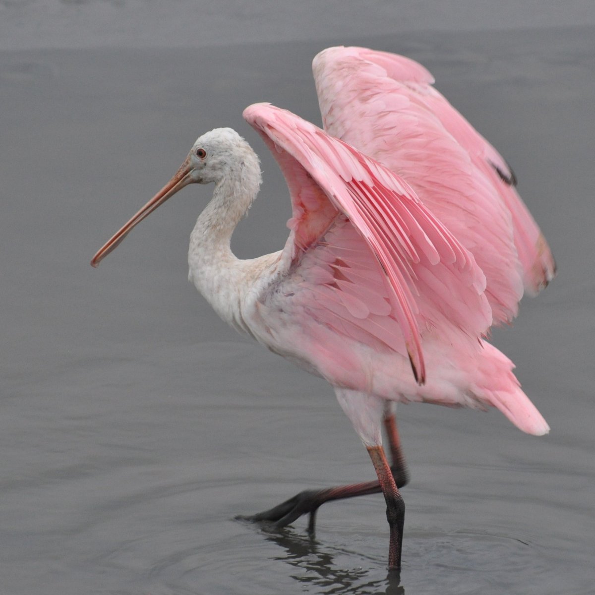 Журавль альбинос