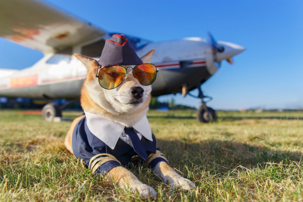 Кот Авиатор