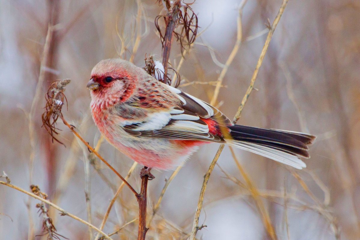 Урагус длиннохвостый Снегирь