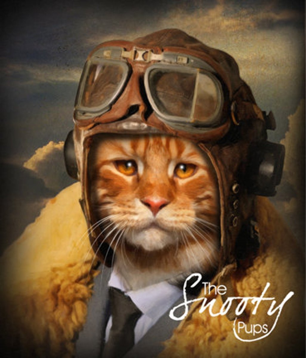 Кот военный пилот