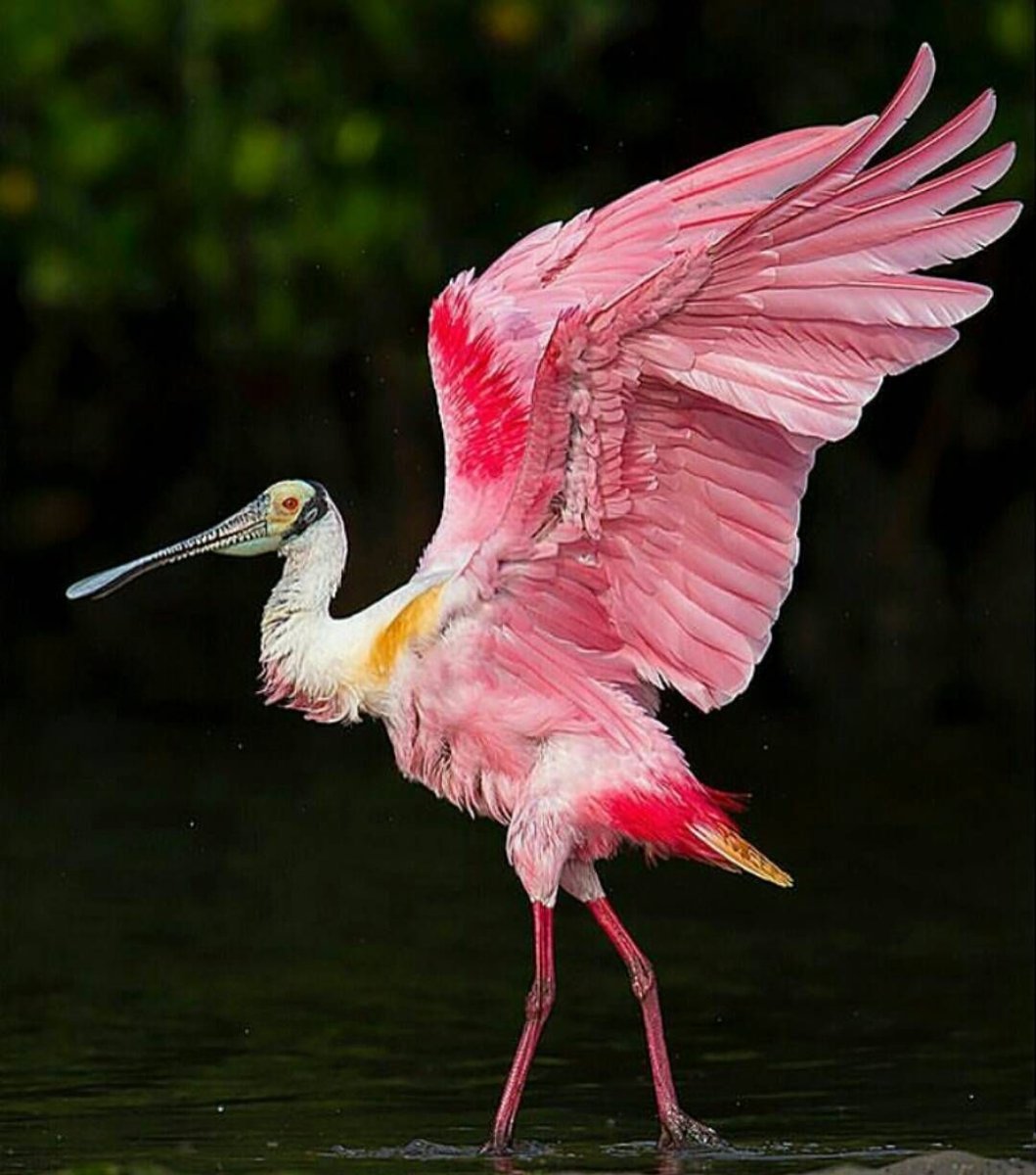 Птица с розовыми перьями